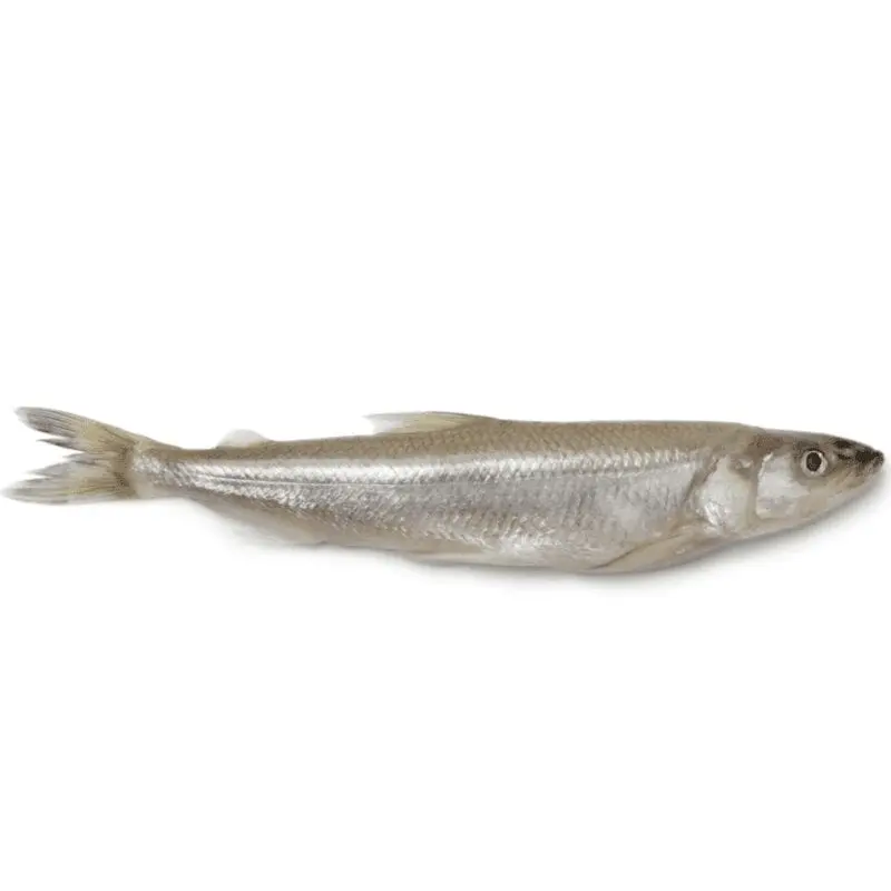 Smelt