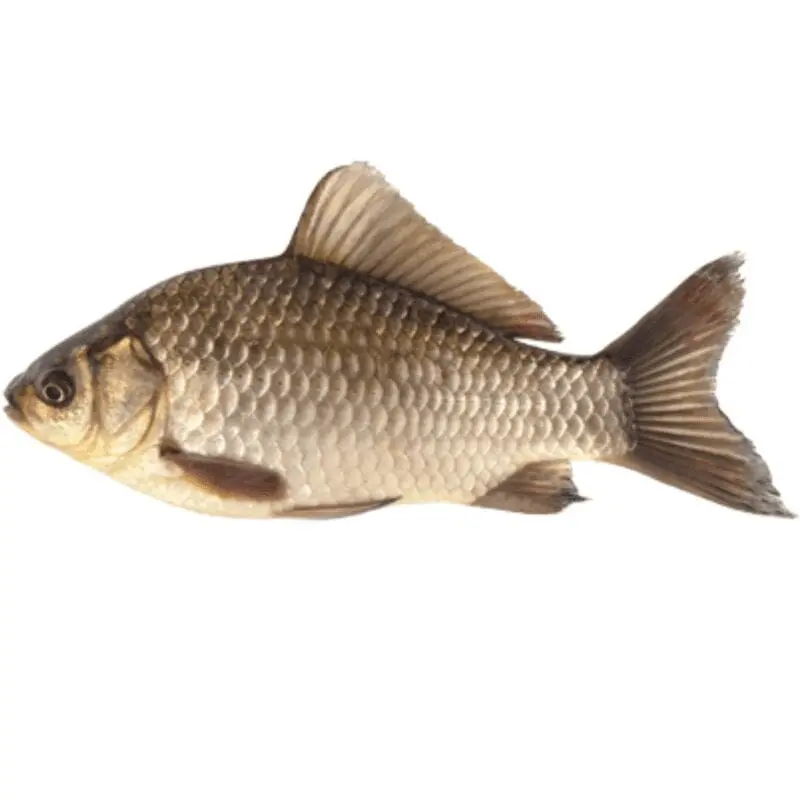 Crucian carp