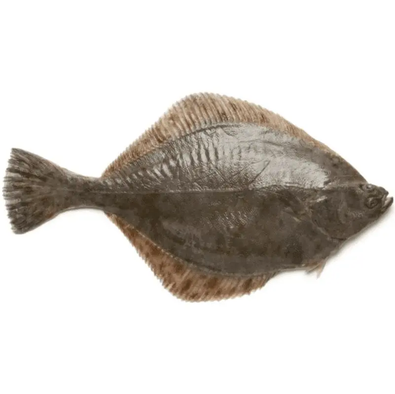 Flounder