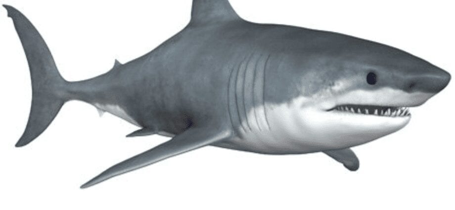 Бела ајкула
