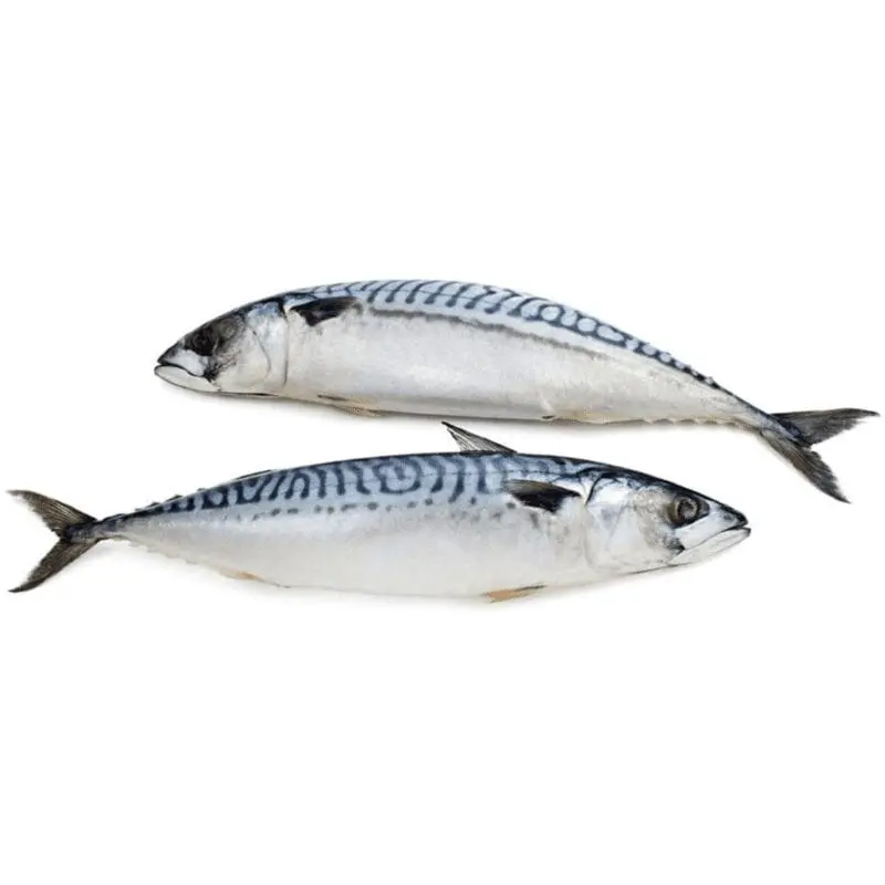 Mackerel