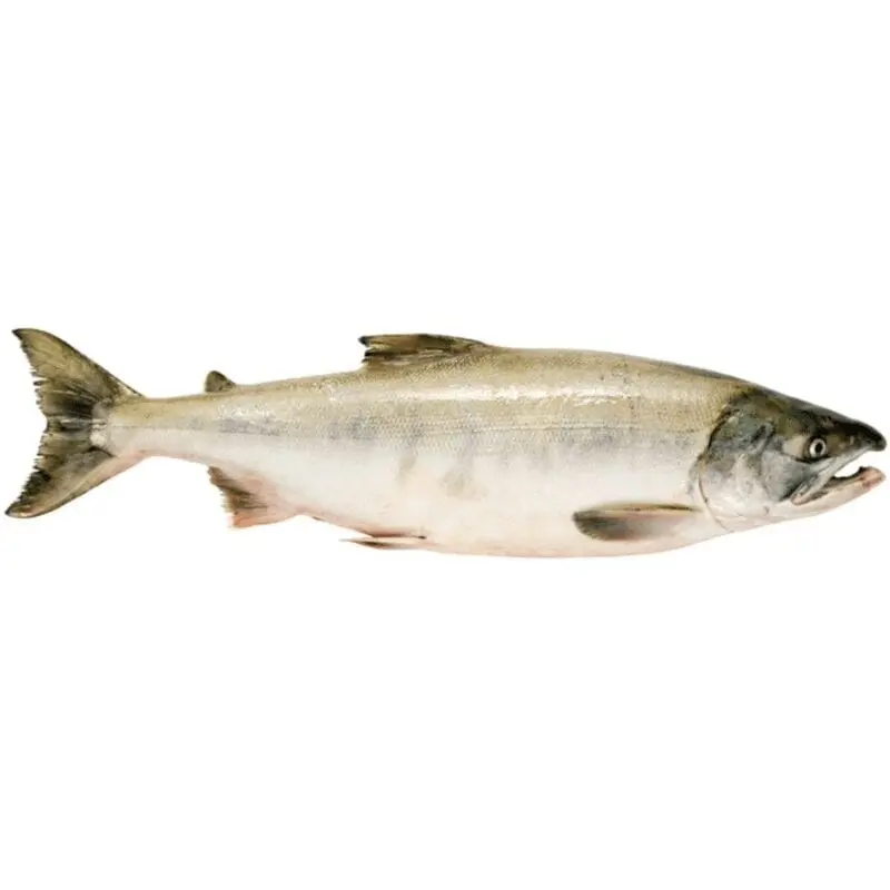 Chum salmon