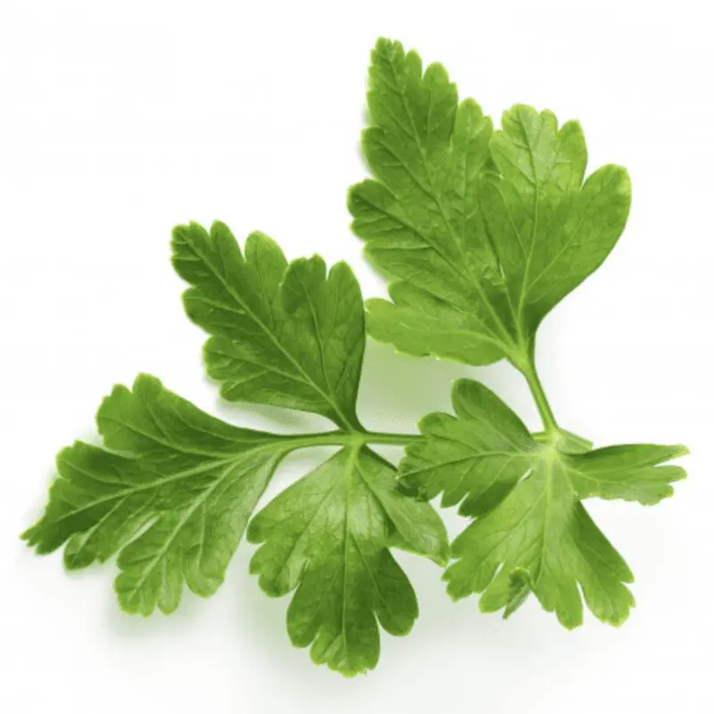 Parsley