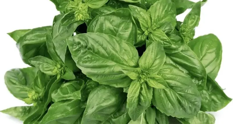 Basil