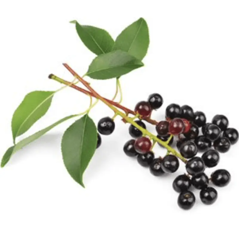 Bird cherry