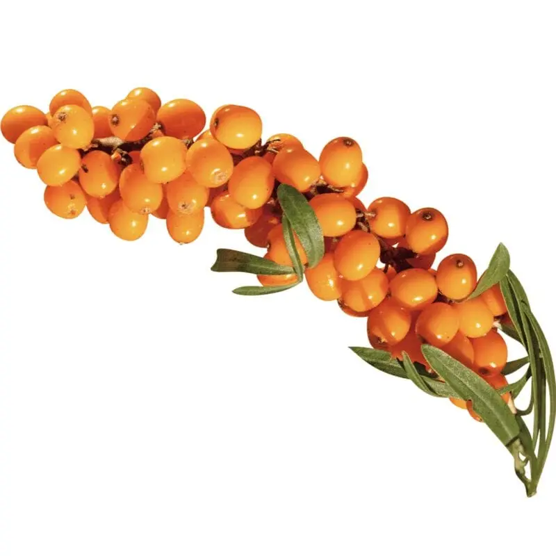 Sea buckthorn