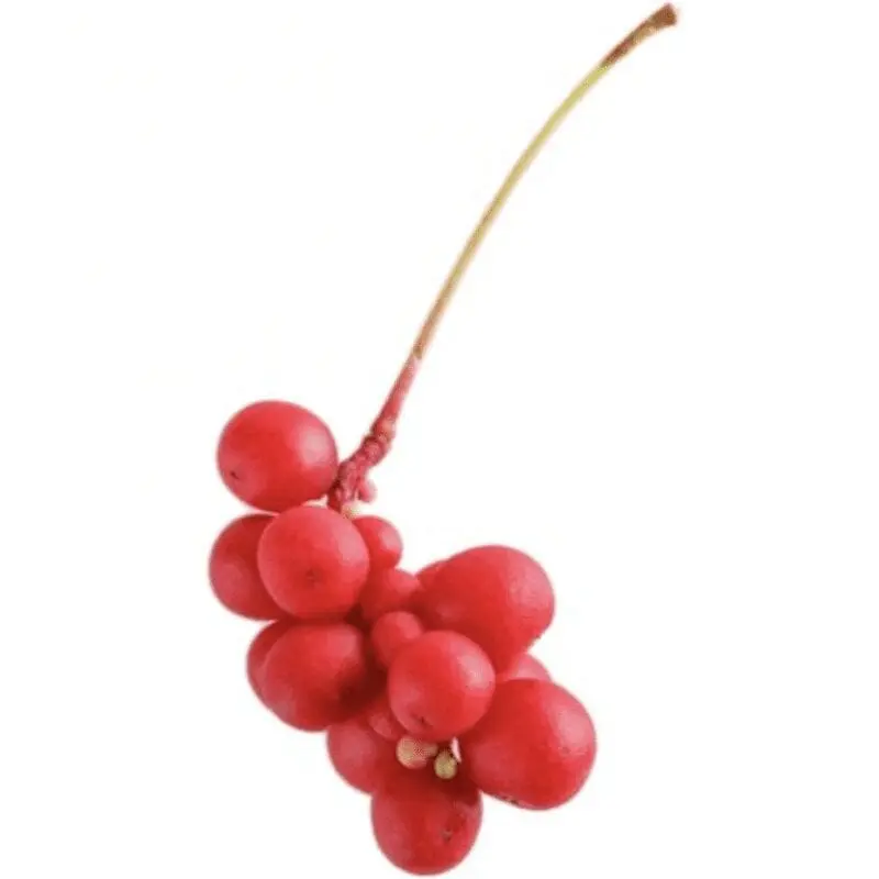 Chinese Schisandra