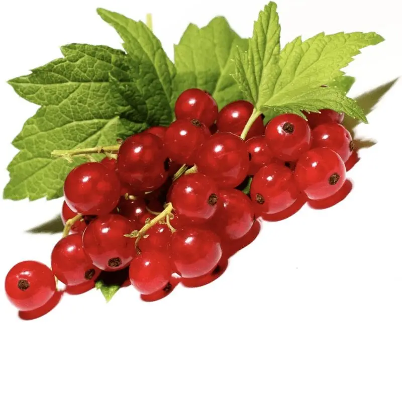 Red currant