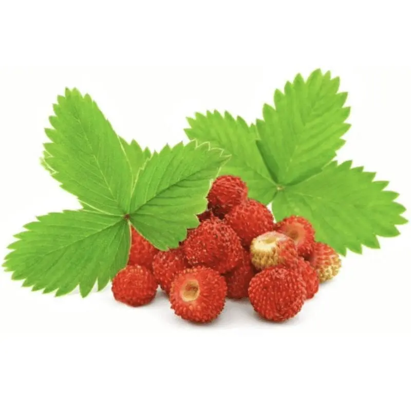 Wild Strawberry