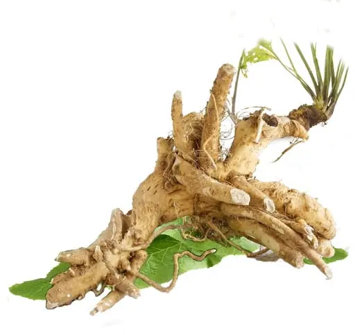 Horseradish