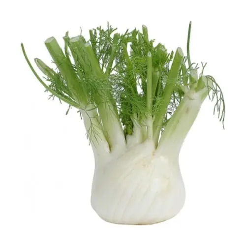 Fennel