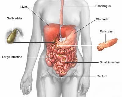 Malattie dell'intestino