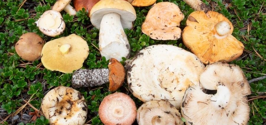 蘑菇热量和营养