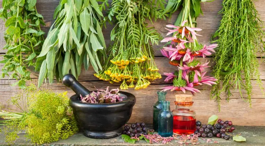 Herbs calories and nutrients