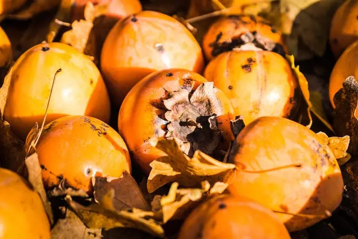 For whom persimmon may be harmful