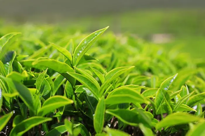 First do No harm: how much green tea to drink per day