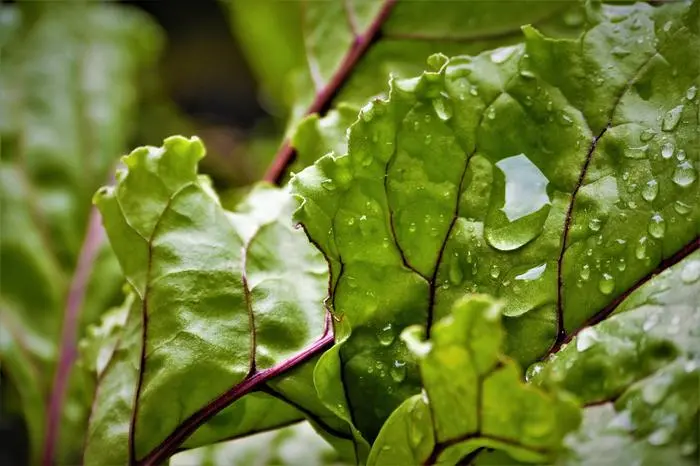 Professor named TOP 7 most useful herbs and vegetables