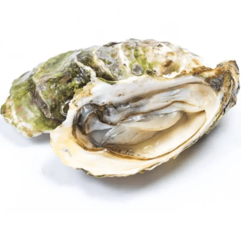 Oysters