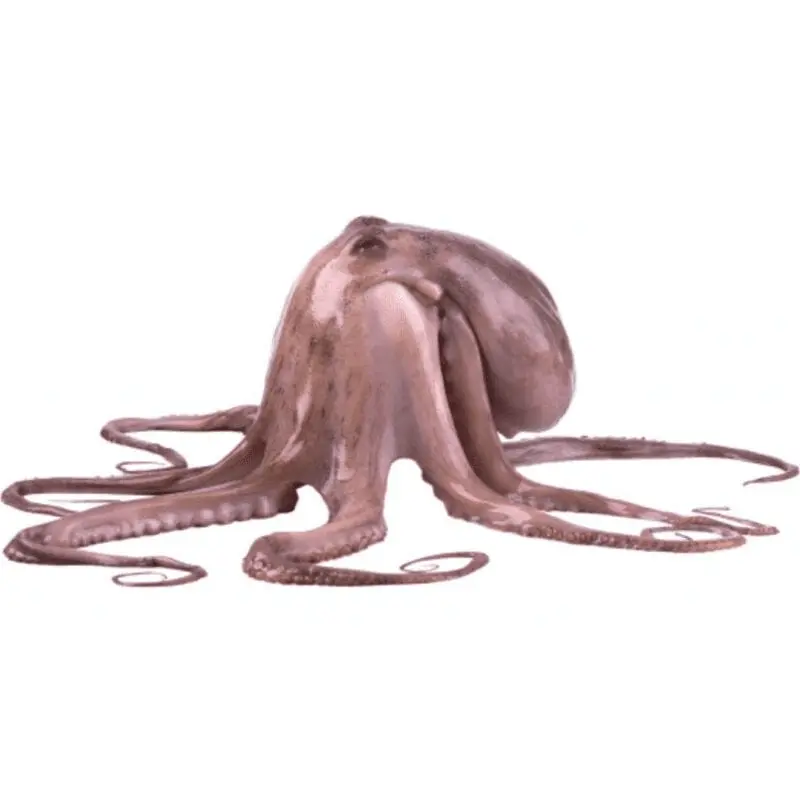 Octopus