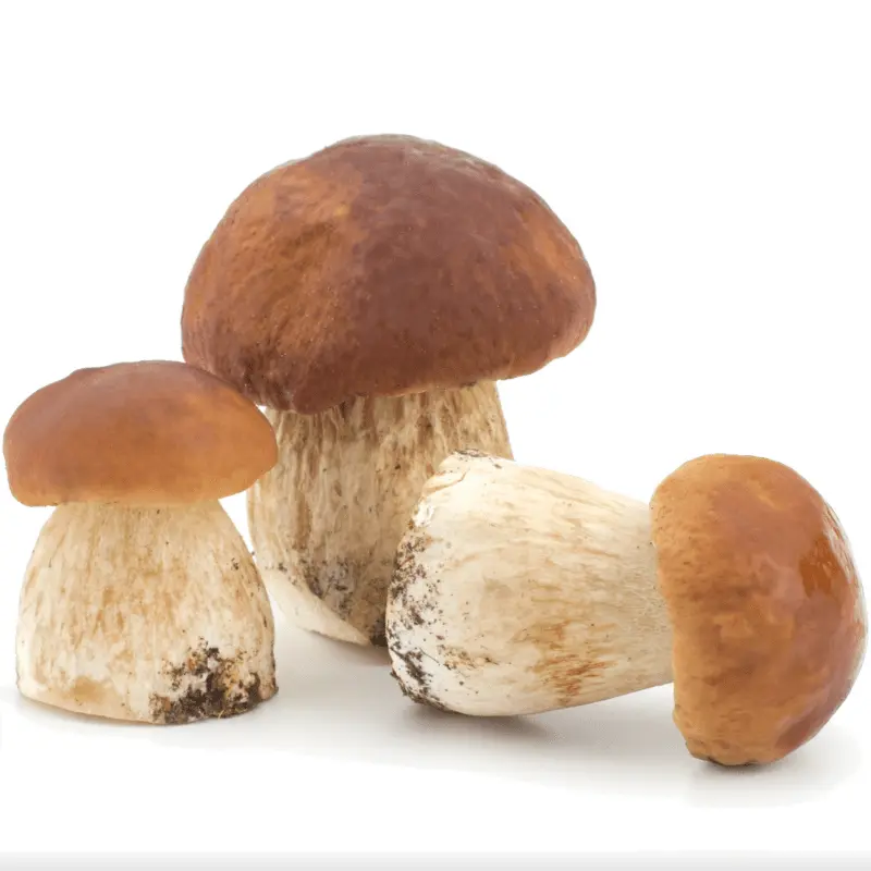 Porcini mushroom