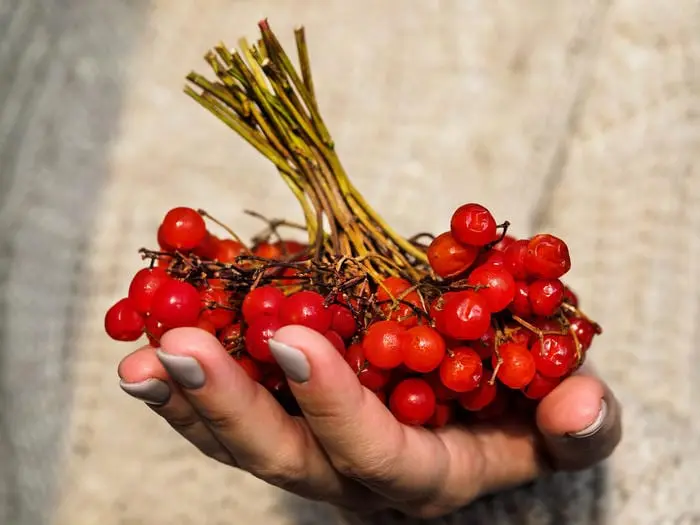 Everything you need to know about viburnum