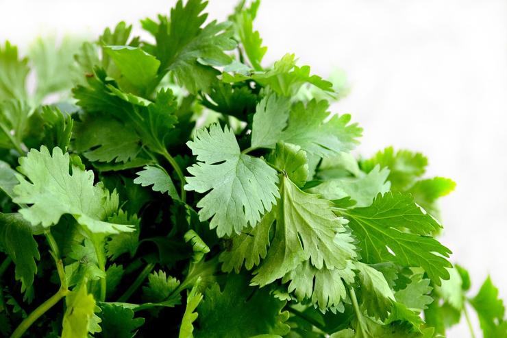 daun parsley dalam bahasa melayu