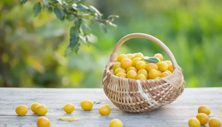 How cherry plum influences your body