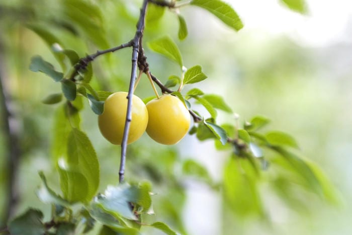 How cherry plum influences your body