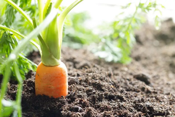 Vegetables that you can safely cook whole