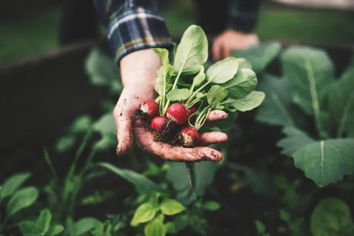 Vegetables that you can safely cook whole