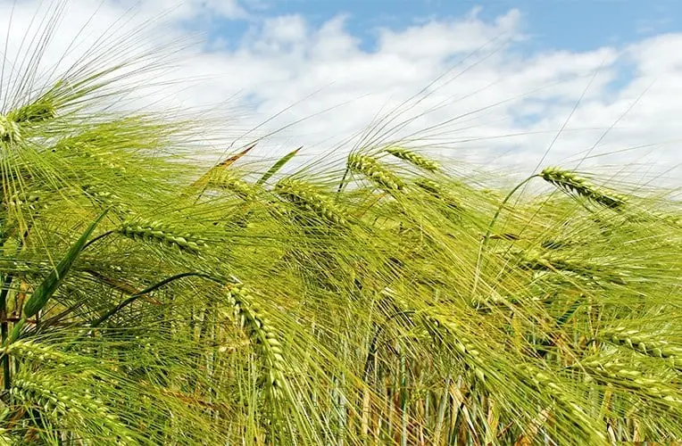 Pearl barley