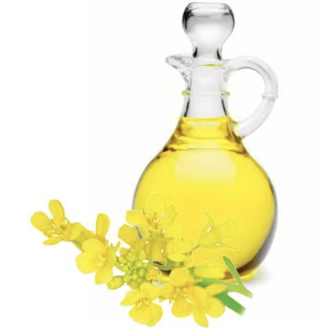 Rapeseed oil &#8211; oil description. Health benefits and harms