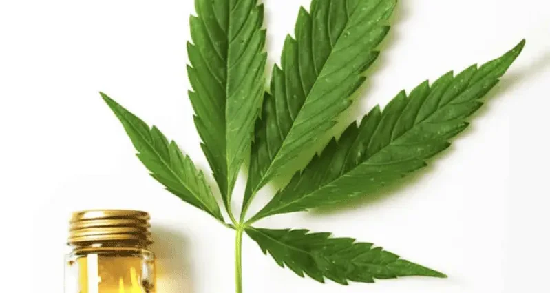 Hemp oil &#8211; description of the oil. Health benefits and harms