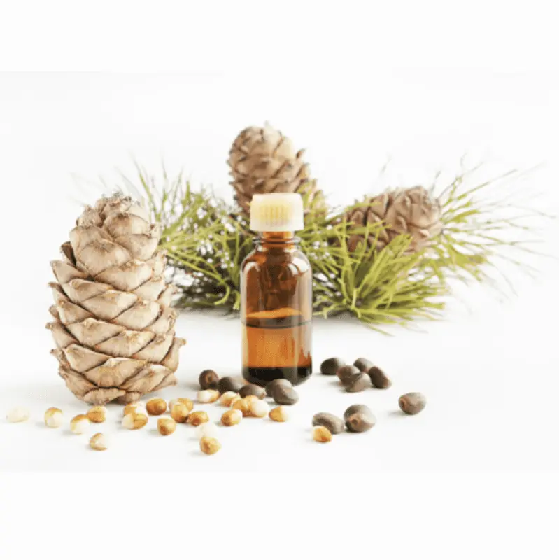 Cedar nut oil &#8211; description of the oil. Health benefits and harms