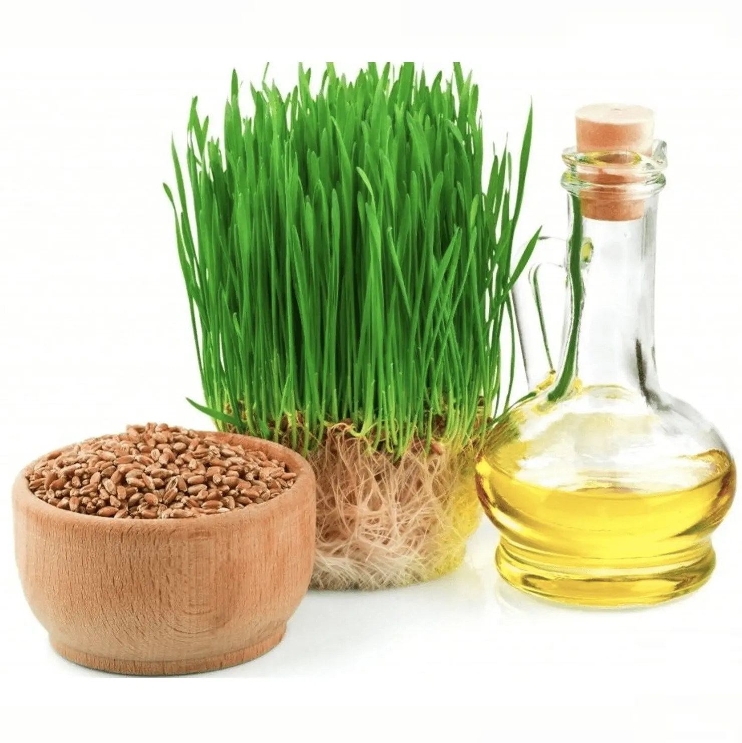 Wheat germ oil &#8211; description of the oil. Health benefits and harms