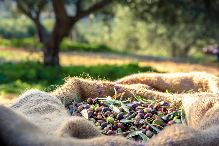10 interesting facts about olive oil
