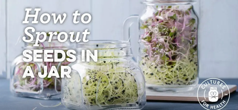 3 ways to germinate sprouts at home