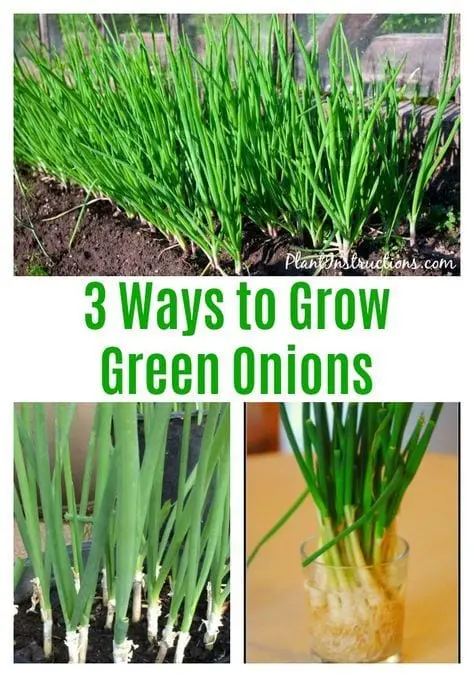 3 ways to grow green onions in your kitchen