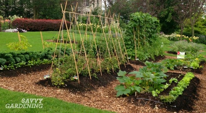 A vegetable garden on the windowsill: how to germinate grains for food correctly