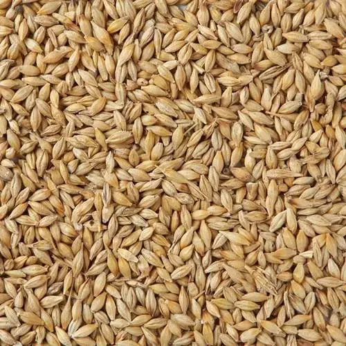 Barley malt