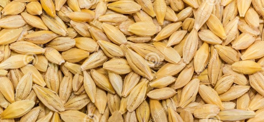 Barley, whole grain, unprocessed