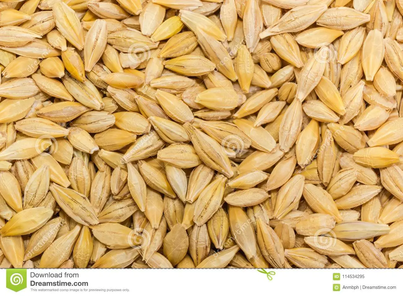 Barley, whole grain, unprocessed