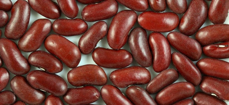 Beans kidney red, ripe, cooked with salt