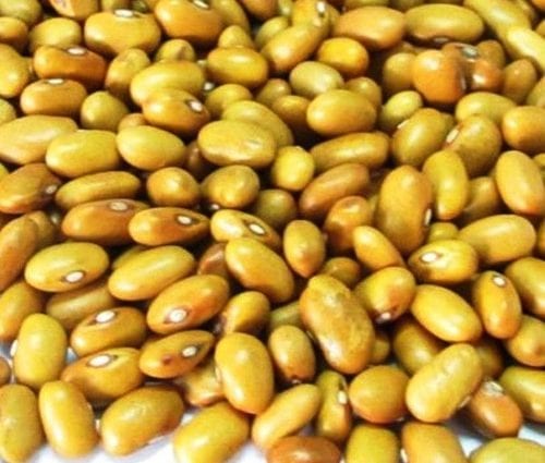 Beans, yellow, Mature seeds, cooked, without salt