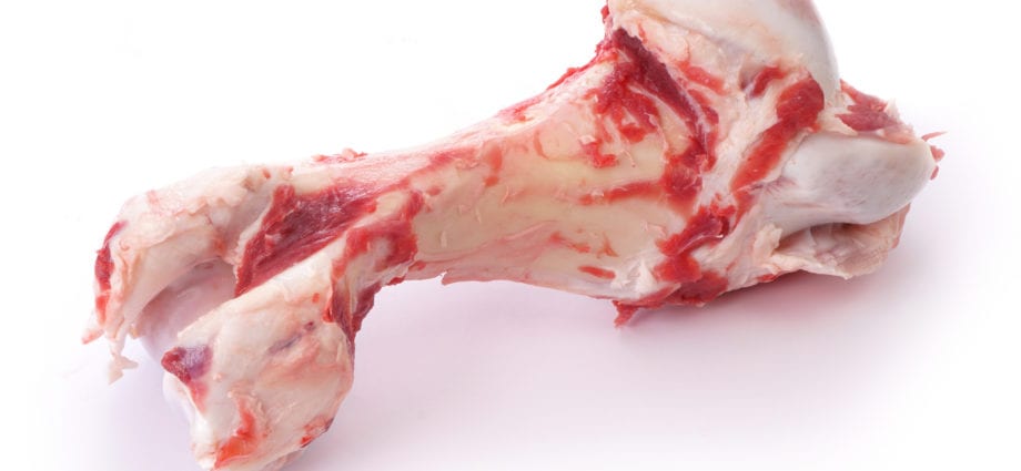 Beef, humerus on bone