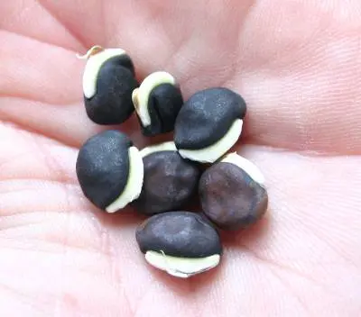 Black beans (hyacinth beans, Egyptian beans), immature, cooked with salt