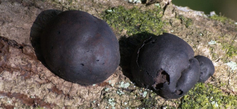Black lump mushroom