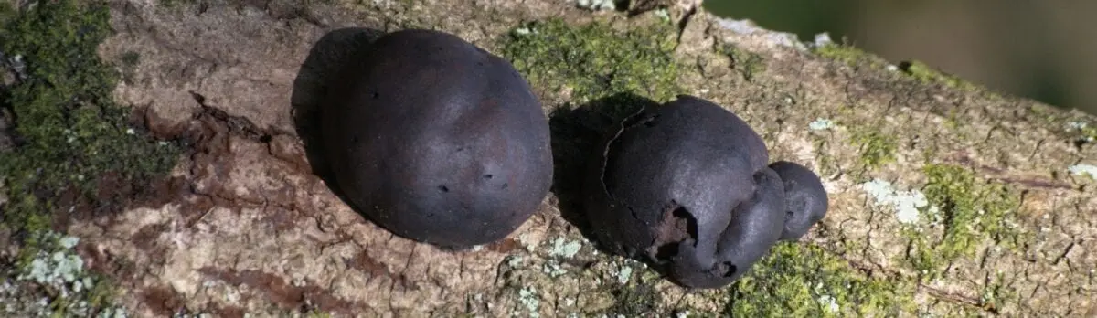 Black lump mushroom