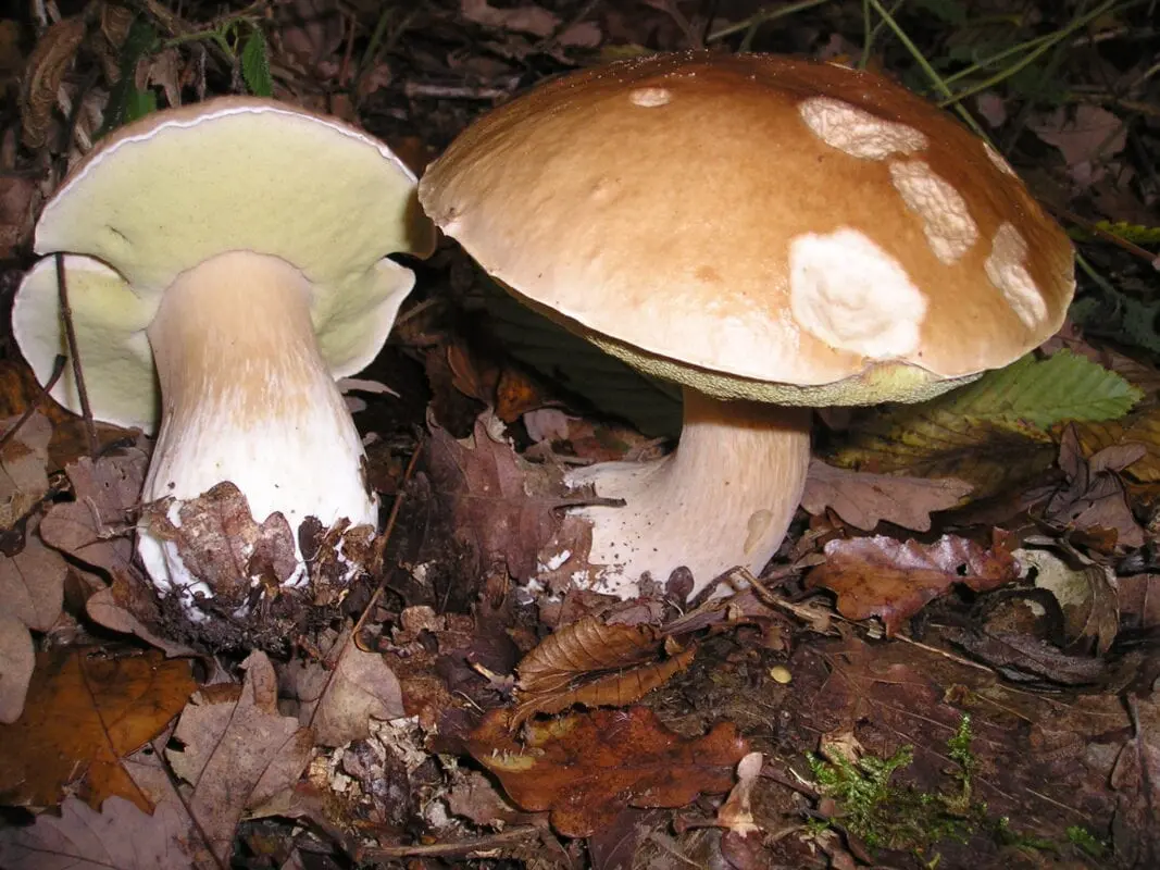 Boletus Mushroom