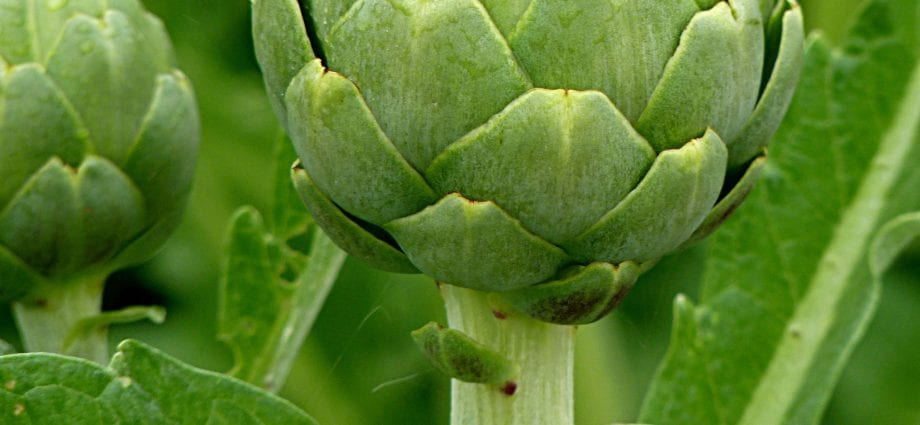 Calorie artichoke Spanish, raw. Chemical composition and nutritional value.